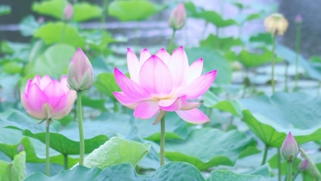 _imagesblog_1cbniwano/1493443_s-4937f.jpg
